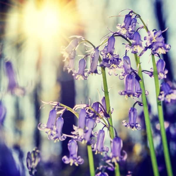 Beautiful bluebells in spring forest. Nature background