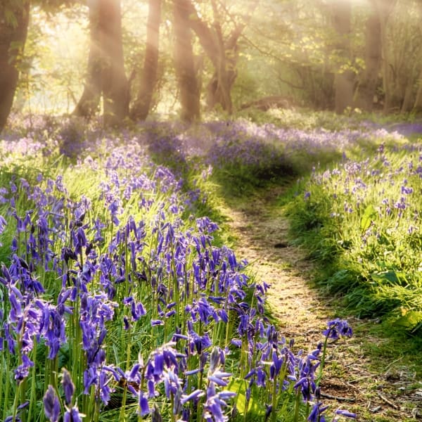 Spring bluebell path through a magical forest. Dawn sunlight coming through the misty trees